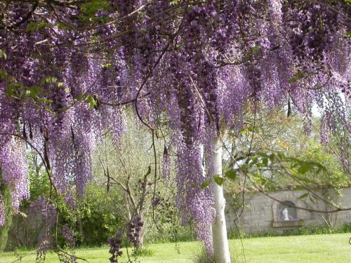 a tree covered in purple wisterias at Casavacanze Sant'Eugenia in Attigliano