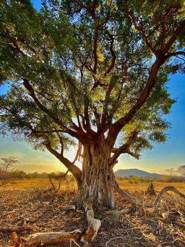 a large tree in the middle of a field at Fevertree Private Lodge in Warmbaths