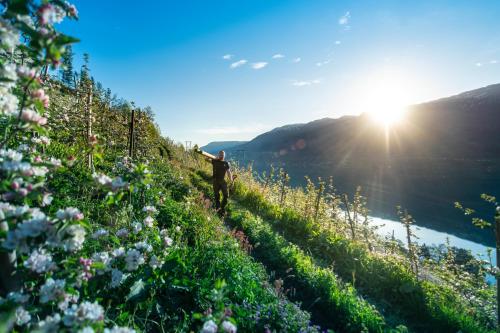 a person standing on a hill with the sun in the background at Odda Trolltunga Atmosphere in Odda