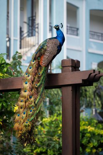 a peacock is sitting on a wooden post at Sandals South Coast All Inclusive - Couples Only in Savanna-la-Mar