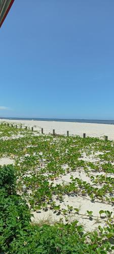 a beach with a bunch of plants on the sand at Aconchegante in Matinhos