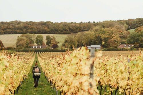 a person riding a horse through a field of vines at The Five Bells Inn in Brabourne