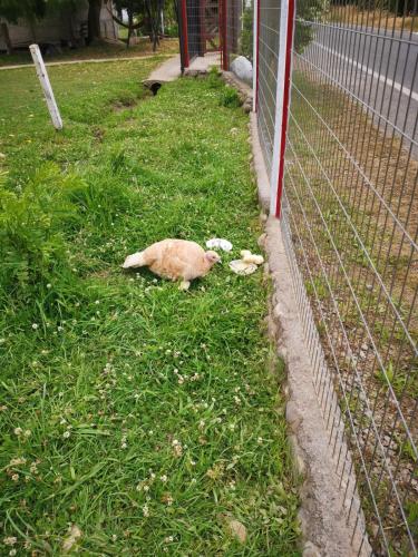 a cat laying in the grass next to a fence at Molina, cerca de 7 Tazas, campo con animales in Curicó