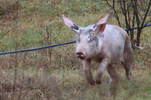 a pig running in a field of grass at Orchard Guard Tower in Ivanaj
