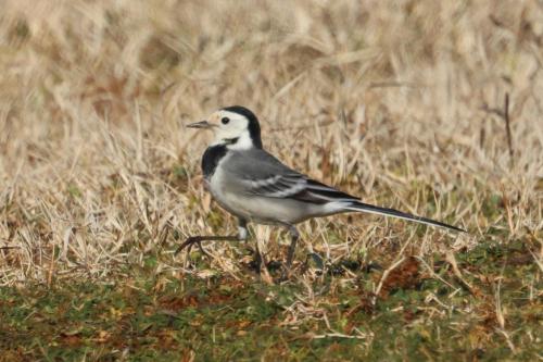 a bird standing in the grass in a field at Orchard Guard Tower in Ivanaj