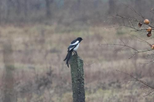 a bird sitting on top of a pole at Orchard Guard Tower in Ivanaj