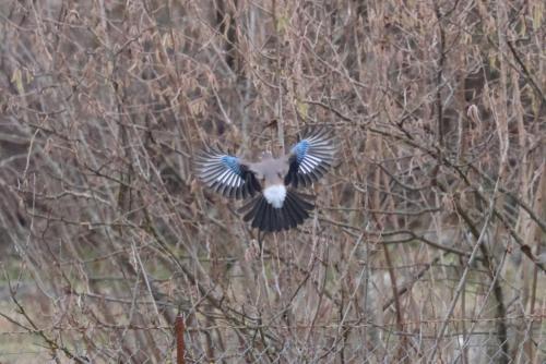 a bird flying in the air with its wings out at Orchard Guard Tower in Ivanaj