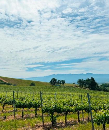 a field of green vines on a hill at Hotel & Restaurante El Casino in Villafranca del Bierzo