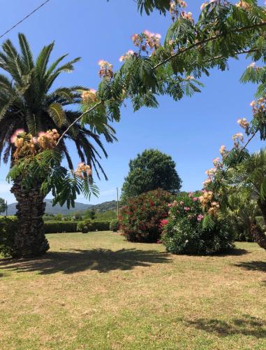 a palm tree in a field with flowers at Casale Conci in Casa Ajali
