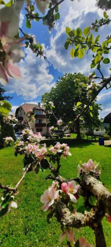 a bunch of pink flowers in a field of grass at Hotel Gasthof Jägerhaus in Sankt Peter