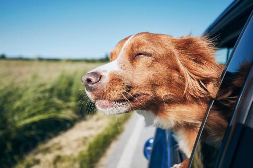 a dog sticking its head out the window of a car at Motel 6 Crowley, LA in Crowley