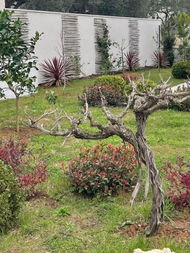 Gallery image of Villa Centenary Goose in Korčula