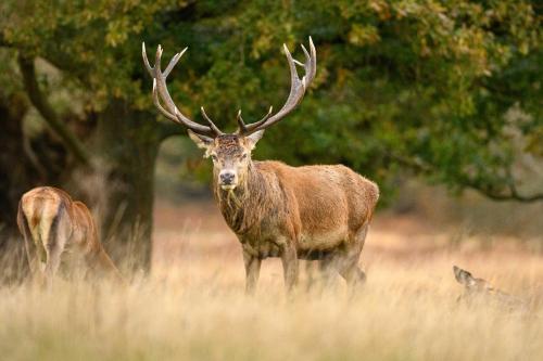 a deer with large antlers standing in a field at the crown loft ensuite luxury accomodation in Kingston upon Thames