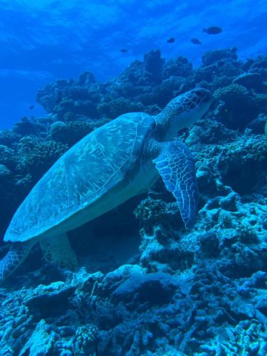 a green sea turtle swimming in the ocean at Equatorial Inn in Feydhoo