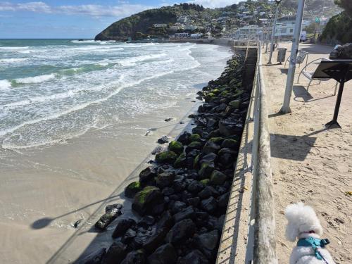 a dog is standing next to a beach at Rosemount B&B by the Sea St Clair in Dunedin