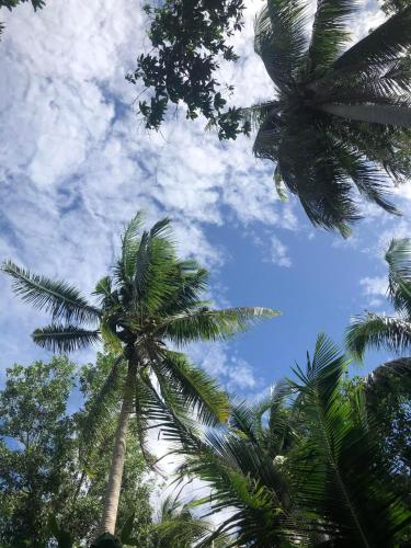 a group of palm trees against a blue sky at CocoHut Guesthouse in Ban Nong Chorakhe (1)