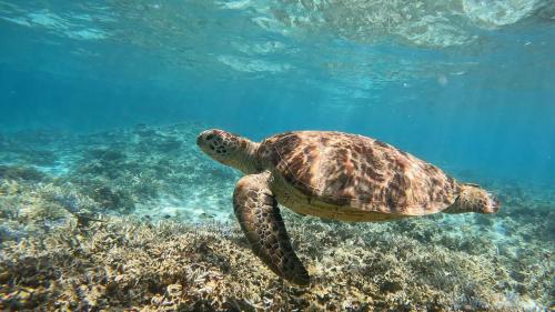 a green sea turtle swimming in the water at Zamami Chura Dreamz in Zamami
