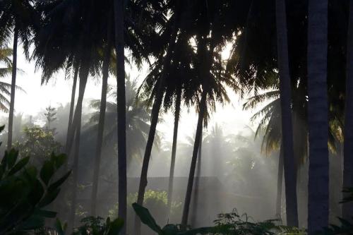 a misty forest with palm trees and the sun in the background at CocoHut Garden in Ban Nong Chorakhe (1)