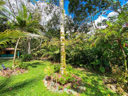 a palm tree in the middle of a yard at Habitación grupal en San Carlos con acceso al rio y desayuno incluido in San Carlos