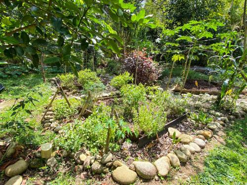 a garden with a bunch of plants and rocks at Habitación grupal en San Carlos con acceso al rio y desayuno incluido in San Carlos