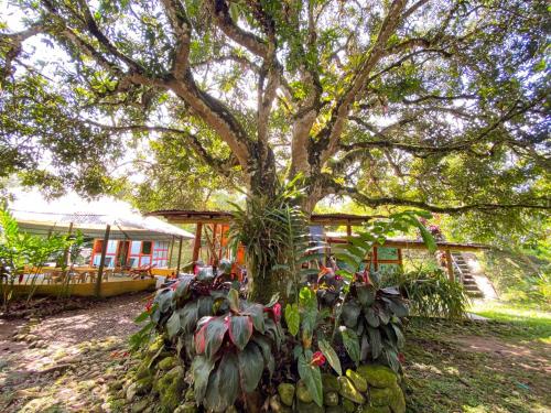 a tree with plants in front of a house at Habitación grupal en San Carlos con acceso al rio y desayuno incluido in San Carlos