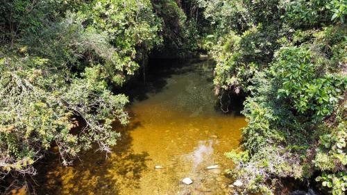 a river in the middle of a jungle with trees at Habitación grupal en San Carlos con acceso al rio y desayuno incluido in San Carlos