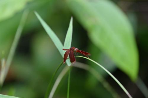 a small red flower sitting on top of a plant at AA Homestay in Mulu