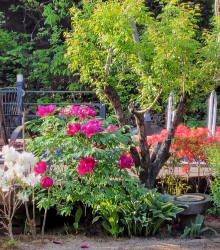 a bunch of pink flowers in a garden at Adellia Pension in Gyeongju