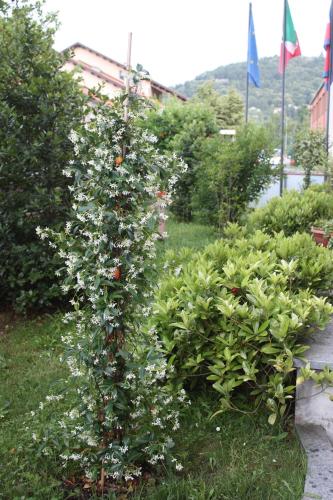a bush with white flowers in a garden at Hotel Tre Denti in Cantalupa