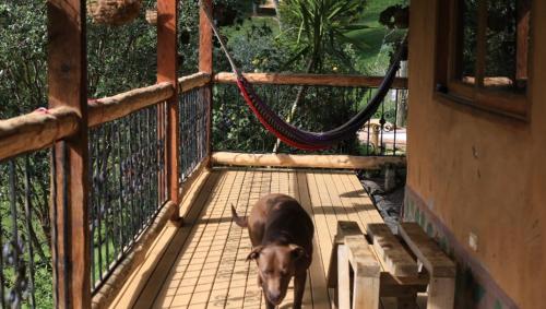 a brown dog standing on a wooden deck at Luna Verde Eco Hábitat in Rionegro