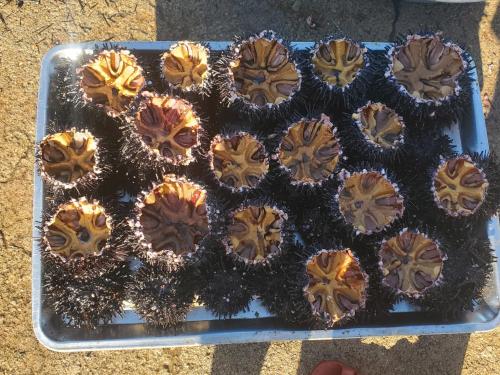 a tray of chocolate cupcakes on a table at Tuan Thanh Homestay in Tân Hiệp