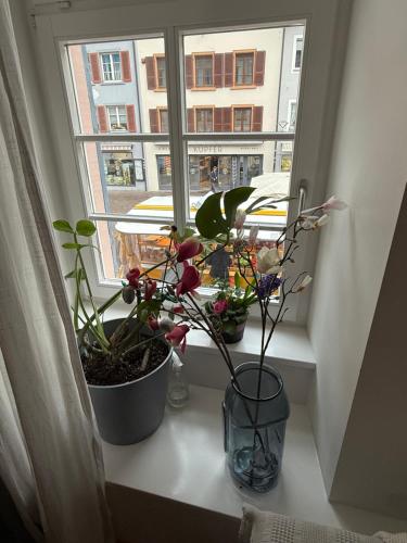 three plants sitting on a window sill in front of a window at Waldshut -Kaiser55 in Waldshut-Tiengen