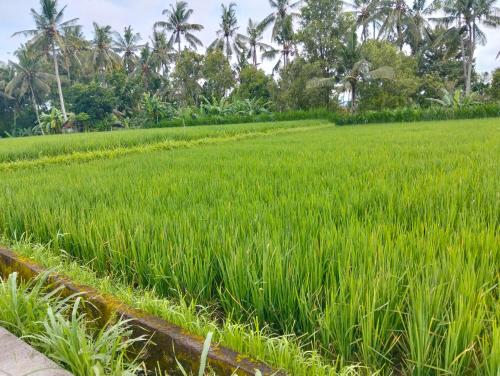 a green rice field with palm trees in the background at Bali Bakas House II in Banjarangkan