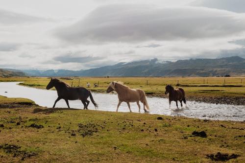 three horses walking in the water in a field at Hótel Fljótshlíd in Hlíðarendi