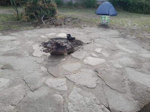 a bird sitting on top of a stone ground with an umbrella at Entale Safari Camp Queen Elizabeth National Park in Kasese