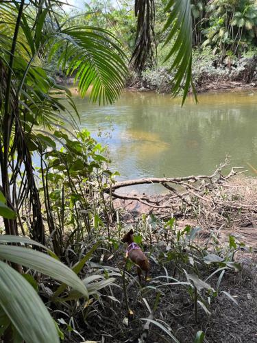 a bird standing in the grass next to a river at Chalé Encantos do Una in Morros