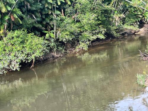 a river with trees and bushes on the side at Chalé Encantos do Una in Morros
