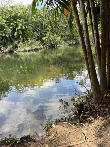 a pond in the middle of a jungle at Chalé Encantos do Una in Morros