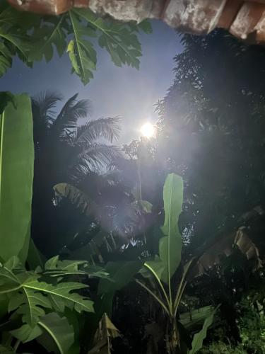 a light in the middle of a forest with plants at Chalé Encantos do Una in Morros