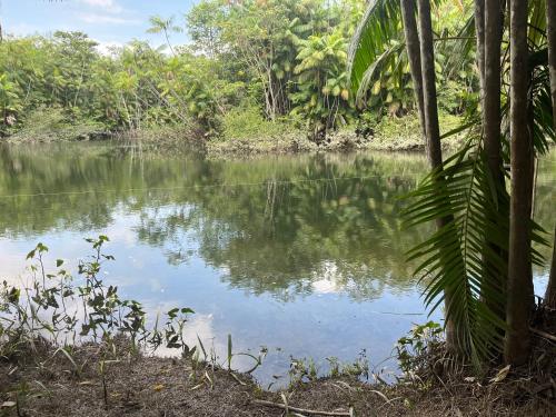 a body of water with trees and a forest at Chalé Encantos do Una in Morros