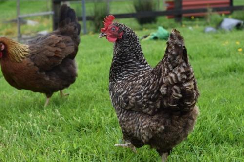 Altri animali domestici presso la casa vacanze o nei dintorni