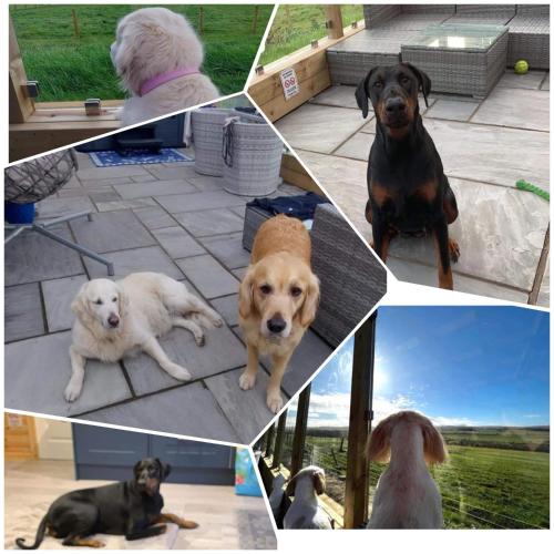 a collage of four pictures of dogs on a patio at Barlosh Barony Tpod Lodge Ayrshire, elec jacuzzi, BBQ, Firepit, Pizza Oven, indoor outdoor terrace with amazing views, spacious inside and out in Ochiltree