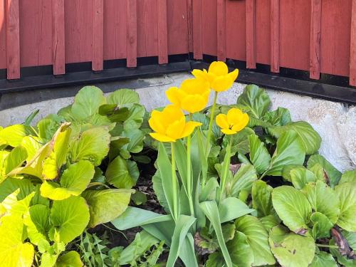 a bunch of yellow flowers in front of a fence at 4 star holiday home in Märsta in Märsta