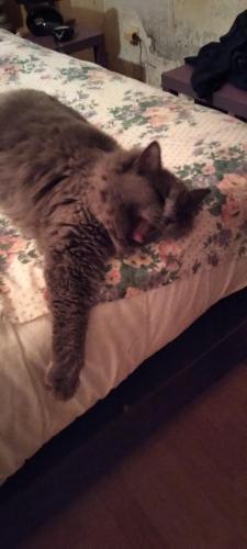 a cat laying on top of a bed at ferme pedagogique des pennetieres in Montcorbon