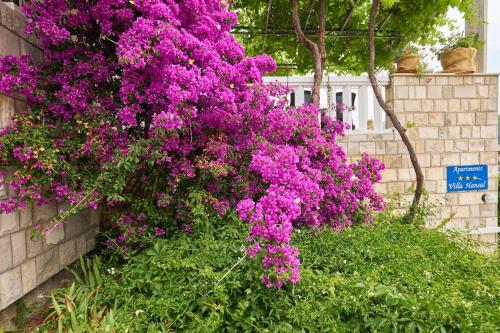 Κήπος έξω από το Apartments Hansal