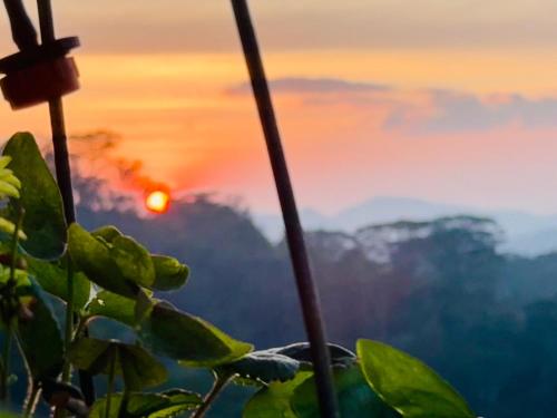 a sunset in the mountains with a plant at Pekoetrails Hantana Homestay in Kandy
