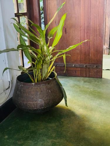 a plant in a pot sitting on a table at Pekoetrails Hantana Homestay in Kandy