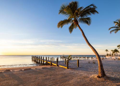 a palm tree and a pier on the beach at Pines & Palms Resort in Islamorada
