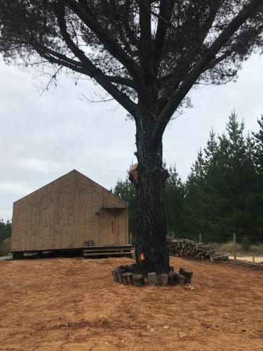a large tree in front of a large building at Alojamiento y desayuno Privado De lujo C2B in Cabeceras