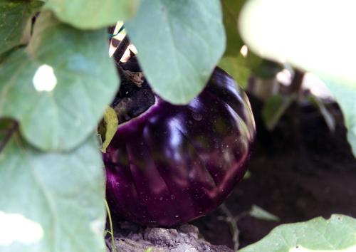 a purple eggplant hanging from a green plant at Agriturismo Cascina Mariale in Albiano dʼIvrea